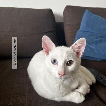 Foto 1/1 Snow Chat perdido en Gagny