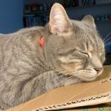 Foto del gato perdido en Vanves