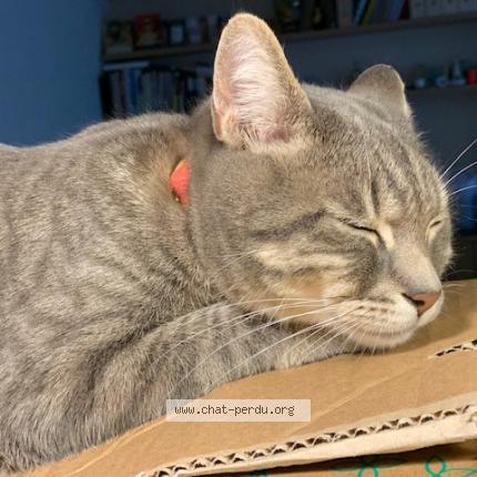 Foto 1/1 Gato encontrado Perdido en Vanves