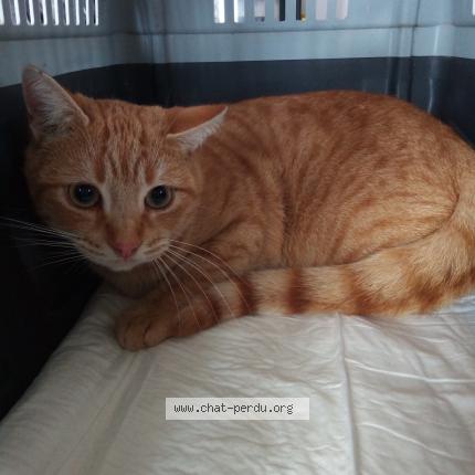 Foto 1/1 Gato encontrado Perdido en Lille