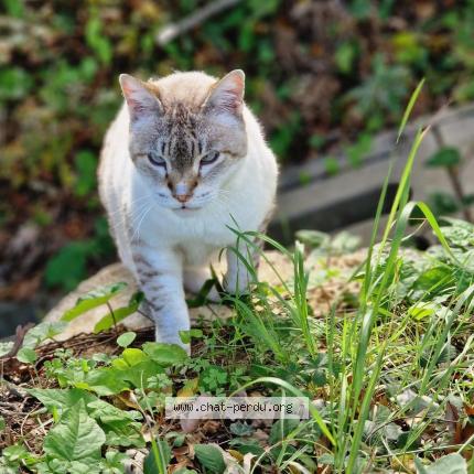 Foto 1/1 Gato encontrado Encontrado en Vaudreuille