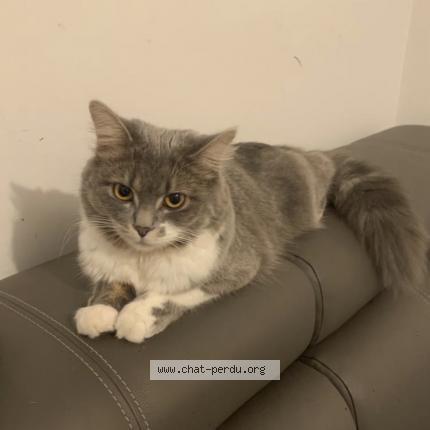 Foto 1/1 Gato encontrado Perdido en Vitry sur seine