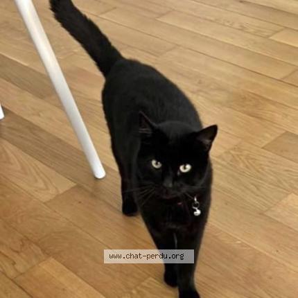 Foto 1/1 Benzine Chat perdido en Epalinges