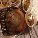 Foto de gato encontrado en Courbevoie