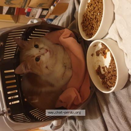 Foto 1/1 Gato encontrado Encontrado en Courbevoie