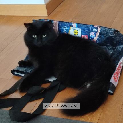 Foto 1/3 Bento Chat perdido en Lagny sur marne