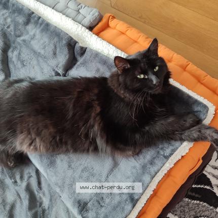 Foto 2/3 Bento Chat perdido en Lagny sur marne