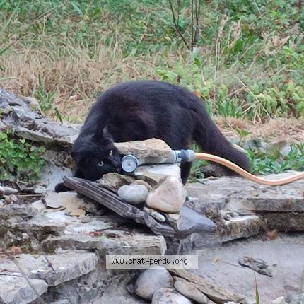 Foto 3/3 Bento Chat perdido en Lagny sur marne
