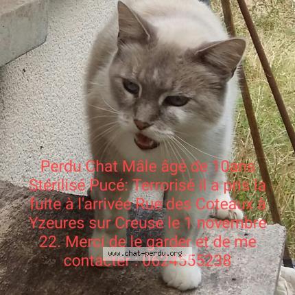 Foto 1/1 Beyaz Chat perdido en Yzeures sur creuse
