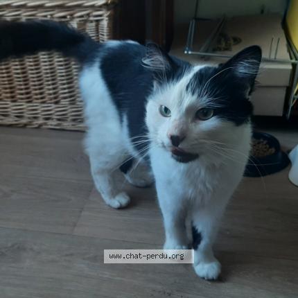 Foto 1/1 Gato encontrado Encontrado en Cherbourg en cotentin