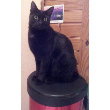 Foto 1/1 Billy Chat perdido en Angouleme