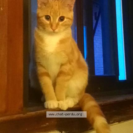 Foto 1/1 Paupiette Chat perdido en Montlouis sur loire