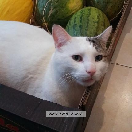 Foto 1/1 Minouche Chat perdido en Roubaix