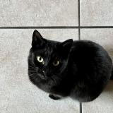 Foto del gato perdido en Sciez