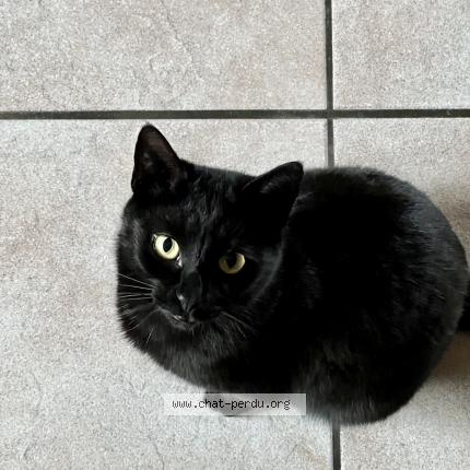 Foto 1/1 AWEN Chat perdido en Sciez