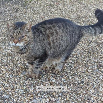 Foto 1/1 Gato encontrado Perdido en Sainte marie aux chenes