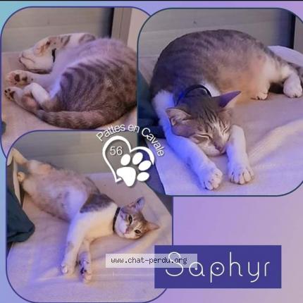 Foto 1/1 Saphyr Chat perdido en Ploermel