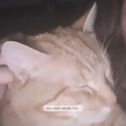 Foto 1/2 simba Chat perdido en Nantes