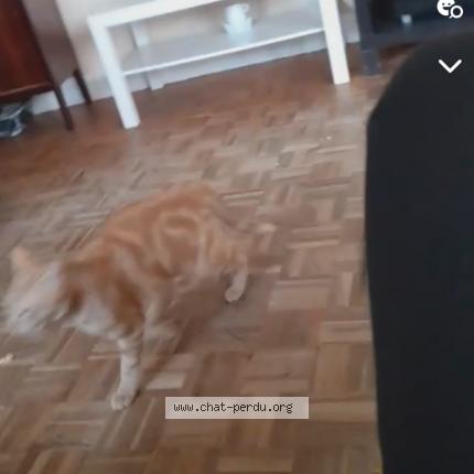 Foto 2/2 simba Chat perdido en Nantes