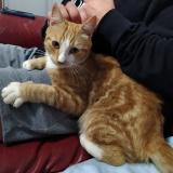 Foto del gato perdido en Rives Du Loir En Anjou