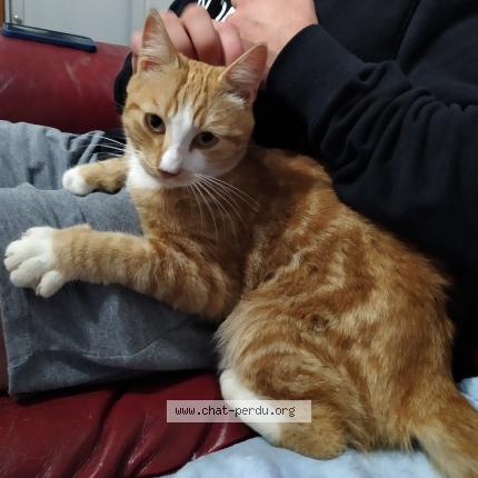 Foto 1/1 Gato encontrado Perdido en Rives du loir en anjou