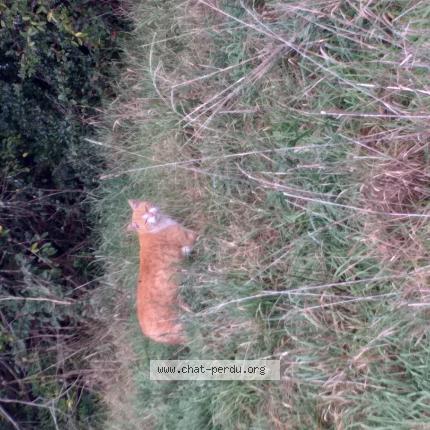 Foto 1/1 Gato encontrado Encontrado en Saint priest