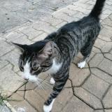 Foto de gato encontrado en Beziers