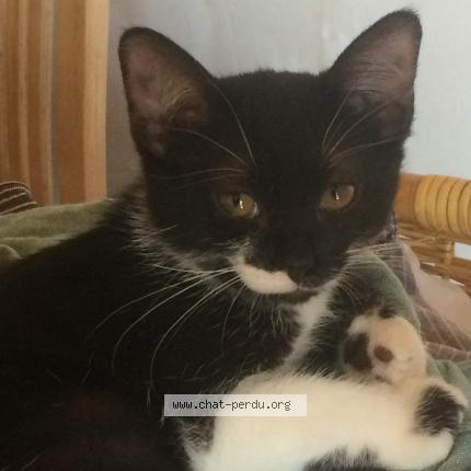 Foto 1/1 Gato encontrado Perdido en Muret