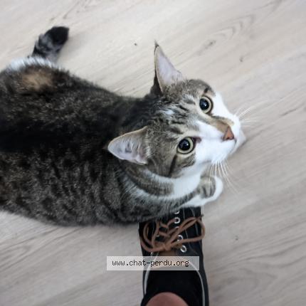 Foto 1/1 Lupin Chat perdido en Merignac