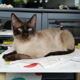 Foto del gato perdido en Toulouse