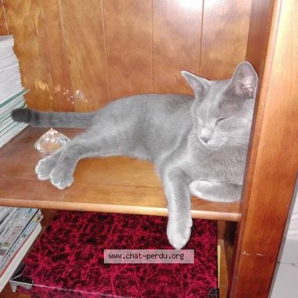 Foto 1/1 Pitou Chat perdido en Beziers