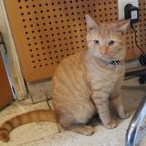 Foto del gato perdido en Agen