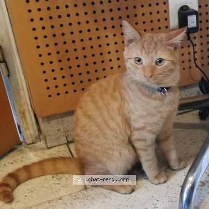Foto 1/1 Gato encontrado Perdido en Agen