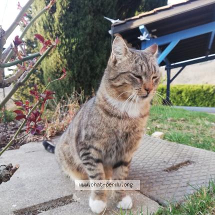 Foto 1/1 Gato encontrado Perdido en Pollionnay