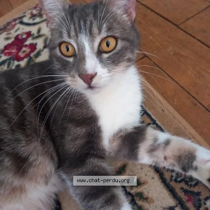 Foto 1/1 Mortimer Chat perdido en Palaiseau