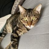 Foto del gato perdido en St Jean De Vedas