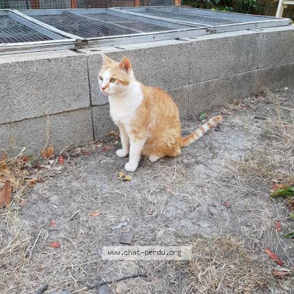 Foto 1/1 Bobby Chat perdido en Orange