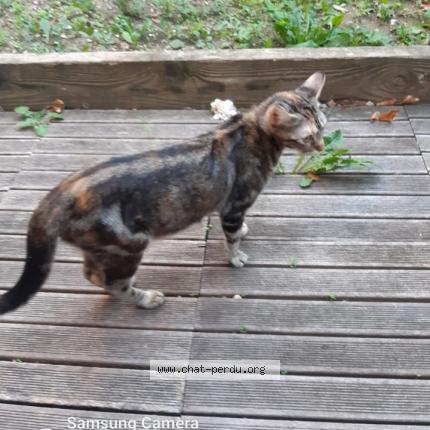 Foto 1/1 Gato encontrado Perdido en Suresnes 92150