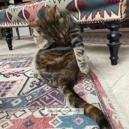 Foto 1/1 Gato encontrado Perdido en Cachan