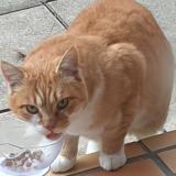 Foto de gato encontrado en Le Touvet