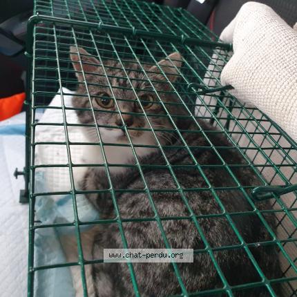 Foto 1/1 Loulou Chat perdido en Senneville sur fecamp