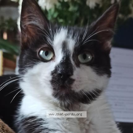 Foto 1/1 Skeeten Chat perdido en Haisnes