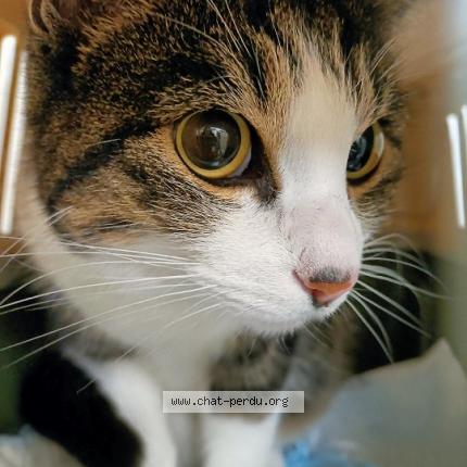 Foto 1/1 Gato encontrado Encontrado en Bordeaux