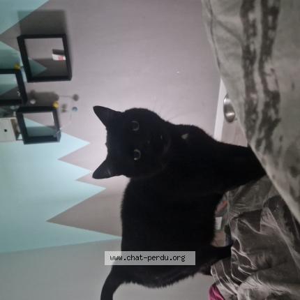 Foto 1/1 Luna Chat perdido en Lugrin