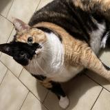 Foto del gato perdido en Chambray Les Tours