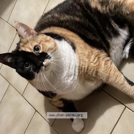 Foto 1/1 Gato encontrado Perdido en Chambray les tours