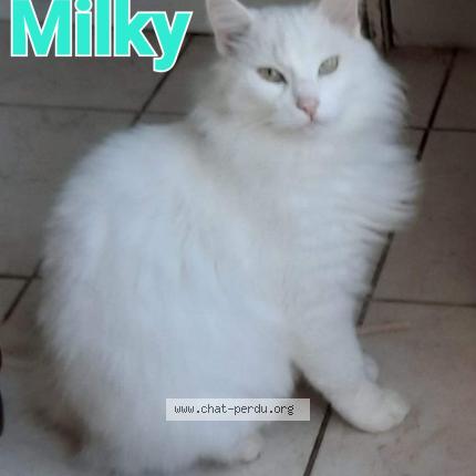 Foto 1/1 Milky Chat perdido en Chaumes en retz