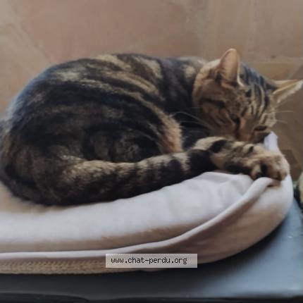 Foto 1/2 mimine Chat perdido en Istres