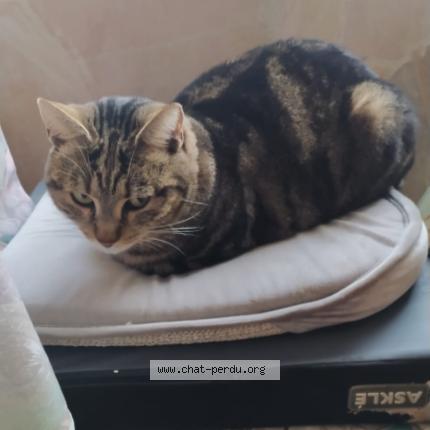 Foto 2/2 mimine Chat perdido en Istres