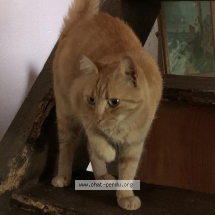 Foto 1/1 Simone Chat perdido en Aigrefeuille sur maine